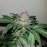 семена конопли аутдор Auto Critical + regular семена конопли аутдор Auto Critical + regular