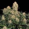 Skunk #11 regular Ganja Seeds