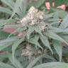 семена конопли для выращивания Skunk #11 regular Ganja Seeds