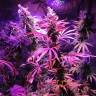 мощные семена конопли Acapulco Gold feminised Barneys Farm