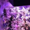 семена конопли сорта сатива Acapulco Gold feminised Barneys Farm