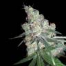где заказать семена конопли Chocolope feminised DNA Genetics