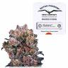 семена конопли марихуаны Blueberry regular Dutch Passion Seeds