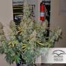 семена конопли элитных сортов Blueberry regular Dutch Passion Seeds