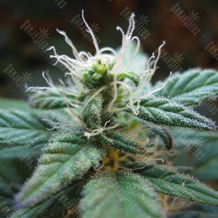 семена конопли для выращивания Blueberry regular Dutch Passion Seeds