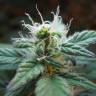 семена конопли для выращивания Blueberry regular Dutch Passion Seeds