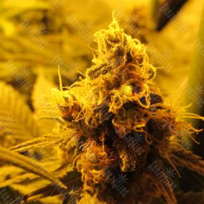 Kritikal-K feminised Kannabia Seeds