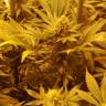 заказ семян конопли Спб Kritikal-K feminised Kannabia Seeds заказ семян конопли Спб Kritikal-K feminised Kannabia Seeds