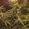 семена сортовой конопли Blue Mystic regular Nirvana Seeds семена сортовой конопли Blue Mystic regular Nirvana Seeds