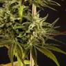 семена конопли аутдор Spicy CBD (Super Juani) feminised Philosopher Seeds семена конопли аутдор Spicy CBD (Super Juani) feminised Philosopher Seeds