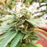 семена конопли дешево Grapefruit Diesel feminised семена конопли дешево Grapefruit Diesel feminised