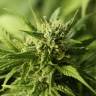 Auto Sol Haze feminised Seeds of Life Auto Sol Haze feminised Seeds of Life