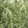 Auto Sol Haze feminised Seeds of Life Auto Sol Haze feminised Seeds of Life