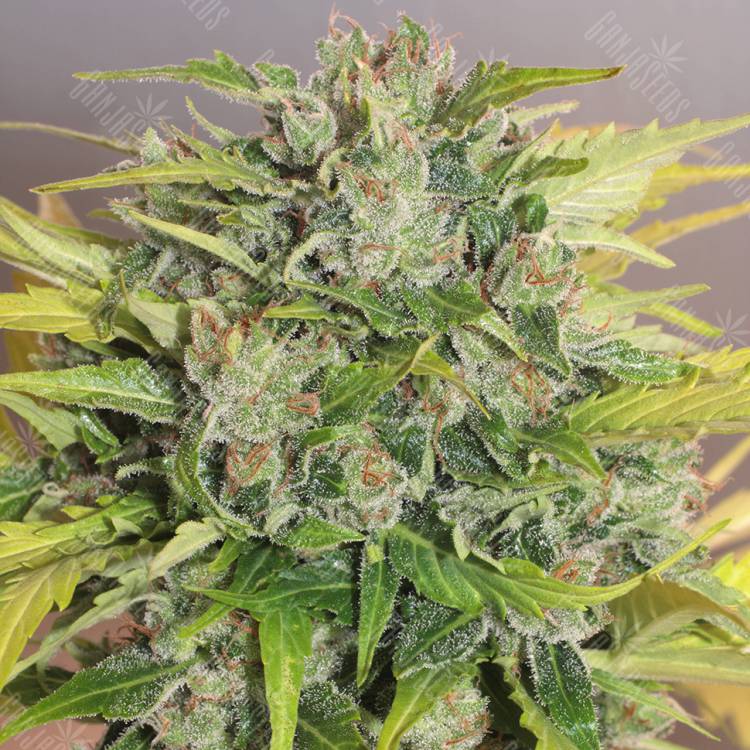 семена индийской конопли Balkhash feminised Bang Seeds семена индийской конопли Balkhash feminised Bang Seeds