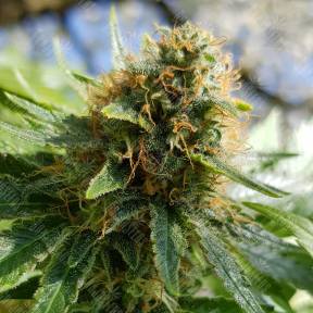 Somango regular Ganja Seeds