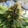 семена конопли аутдор Somango regular Ganja Seeds