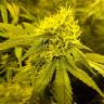 семена конопли интернет магазин Amnesia Lemon feminised Barneys Farm семена конопли интернет магазин Amnesia Lemon feminised Barneys Farm