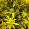 качественные семена конопли Amnesia Lemon feminised Barneys Farm качественные семена конопли Amnesia Lemon feminised Barneys Farm