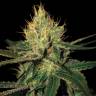 заказать на сайте семена конопли Cannalope Haze feminised DNA Genetics