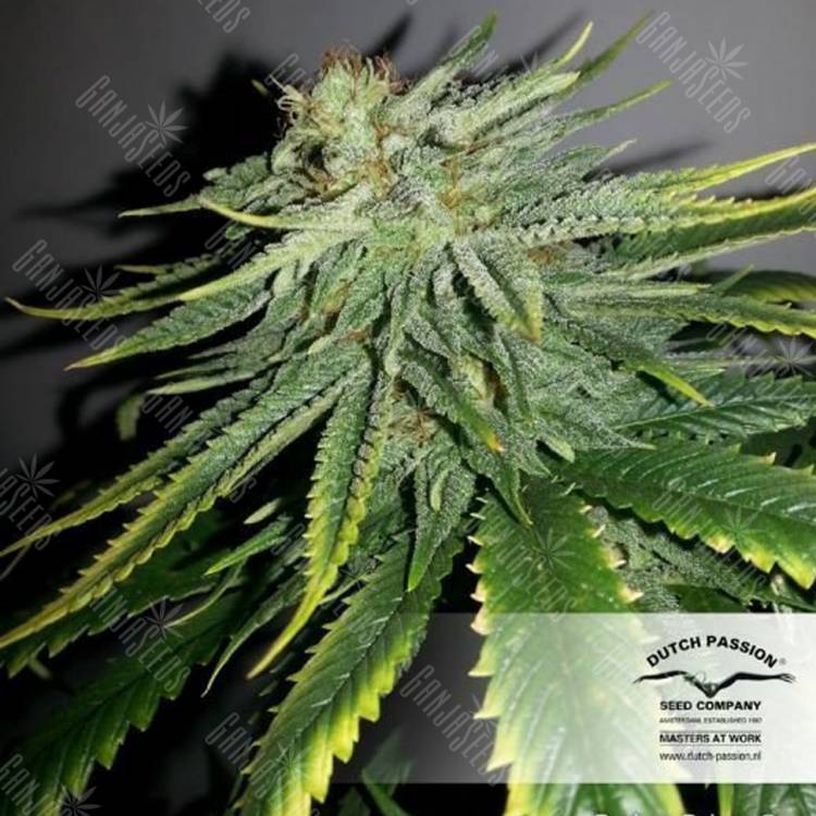 семена конопли дешево Durban Poison regular Dutch Passion Seeds семена конопли дешево Durban Poison regular Dutch Passion Seeds