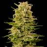 семена конопли аутдор Auto AK feminised Grass-o-Matic семена конопли аутдор Auto AK feminised Grass-o-Matic