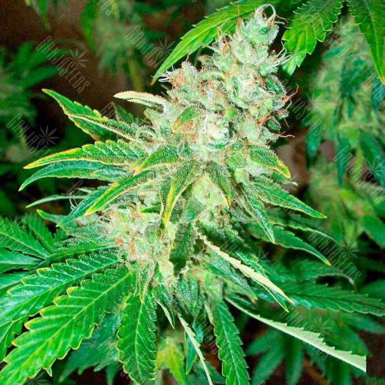 заказать качественные семена конопли La Blanca feminised Kannabia Seeds заказать качественные семена конопли La Blanca feminised Kannabia Seeds