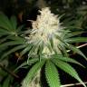 заказ семян конопли Спб Bubblelicious regular Nirvana Seeds заказ семян конопли Спб Bubblelicious regular Nirvana Seeds