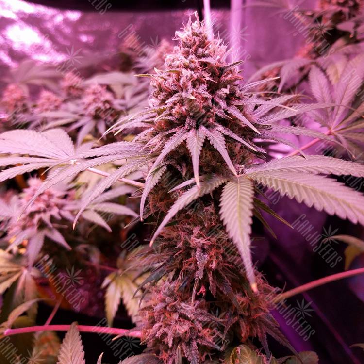 семена конопли недорого Bubblelicious regular Nirvana Seeds семена конопли недорого Bubblelicious regular Nirvana Seeds