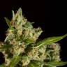 семена конопли с доставкой Jamaican Blueberry BX regular Philosopher Seeds семена конопли с доставкой Jamaican Blueberry BX regular Philosopher Seeds