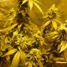 семена конопли дешево Sour Tangie regular Reserva Privada