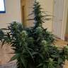 семена конопли почтой Auto Anesthesia regular семена конопли почтой Auto Anesthesia regular