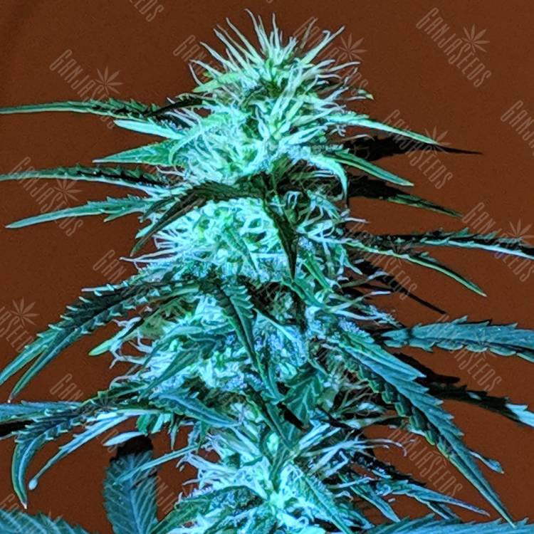 заказ семян конопли Auto Anesthesia regular заказ семян конопли Auto Anesthesia regular