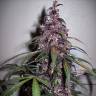 купить семена конопли Auto Bloody Skunk feminised купить семена конопли Auto Bloody Skunk feminised