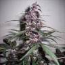 семена конопли Спб Auto Bloody Skunk feminised семена конопли Спб Auto Bloody Skunk feminised