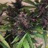 семена конопли Москва Auto Bloody Skunk feminised семена конопли Москва Auto Bloody Skunk feminised