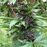 семена конопли Auto Bloody Skunk feminised семена конопли Auto Bloody Skunk feminised