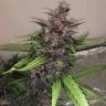 заказ семян конопли Auto Bloody Skunk feminised заказ семян конопли Auto Bloody Skunk feminised