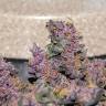 семена конопли наложенным платежом Auto Bloody Skunk feminised семена конопли наложенным платежом Auto Bloody Skunk feminised