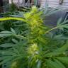 семена конопли интернет магазин Grapefruit Haze feminised семена конопли интернет магазин Grapefruit Haze feminised