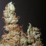 семена конопли f1 в оригинальной упаковке Grapefruit Haze feminised семена конопли f1 в оригинальной упаковке Grapefruit Haze feminised