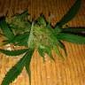 семена сортовой конопли Grapefruit Haze feminised семена сортовой конопли Grapefruit Haze feminised