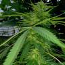 семена конопли феминизированные Grapefruit Haze feminised семена конопли феминизированные Grapefruit Haze feminised