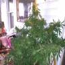 качественные семена конопли Grapefruit Haze feminised качественные семена конопли Grapefruit Haze feminised