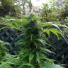 урожайные семена конопли Grapefruit Haze feminised урожайные семена конопли Grapefruit Haze feminised