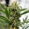 купить семена конопли Grapefruit Haze feminised купить семена конопли Grapefruit Haze feminised