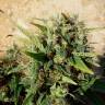 семена конопли Grapefruit Haze feminised семена конопли Grapefruit Haze feminised