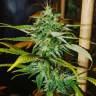 где заказать семена конопли Grapefruit Haze feminised где заказать семена конопли Grapefruit Haze feminised