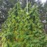 семена конопли наложенным платежом Grapefruit Haze feminised семена конопли наложенным платежом Grapefruit Haze feminised