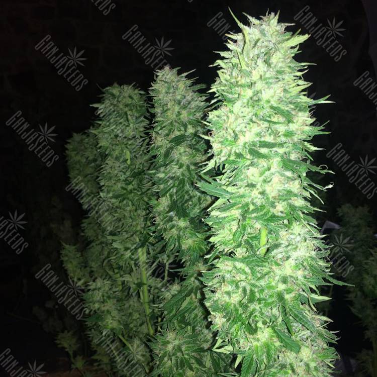 семена конопли в фирменной упаковке Grapefruit Haze feminised семена конопли в фирменной упаковке Grapefruit Haze feminised