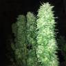 семена конопли в фирменной упаковке Grapefruit Haze feminised семена конопли в фирменной упаковке Grapefruit Haze feminised